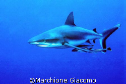 The Shark: Micronesia , Nikon F90x , velvia 50, Two strob... by Marchione Giacomo 
